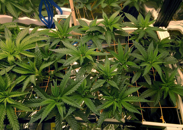 Появление запаха конопли 13 неделя выращивания