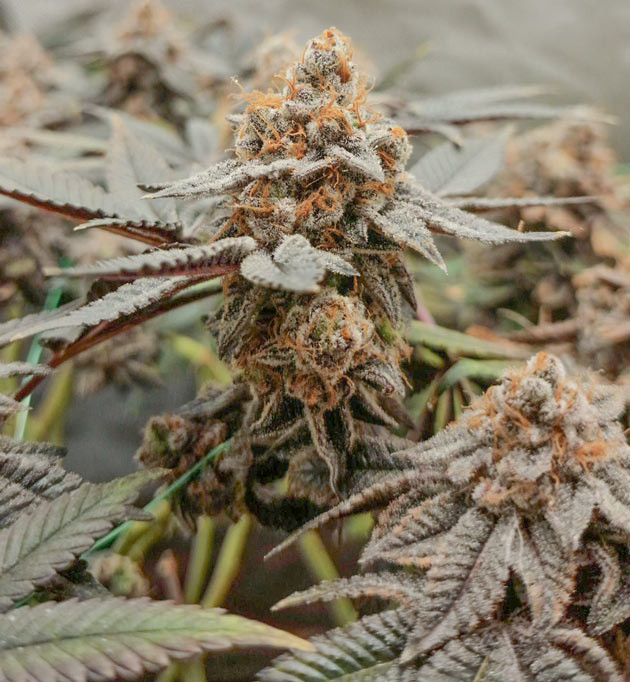 Смолистые соцветия Poddy Mouth Сушка Poddy Mouth в боксе