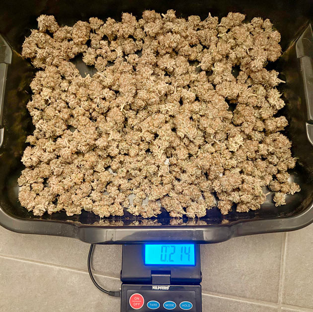 Общие впечатление о выращивании сорта Mimosa Evo Собранные шишки сорта Mimosa Evo