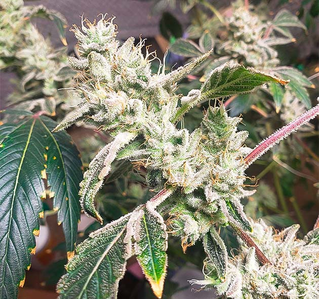 Конопля на 16 неделе выращивания Молочные трихомы на каннабисе