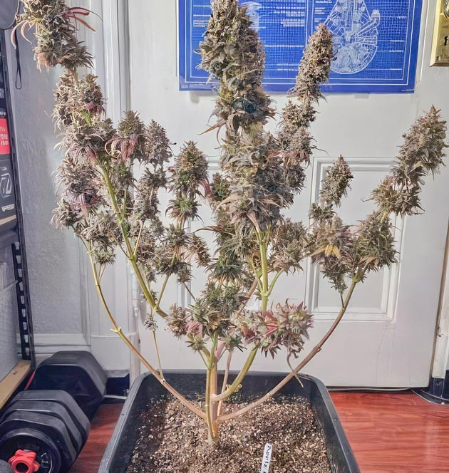 Общие впечатления о сорте Apple Betty Созревший куст конопли Apple Betty