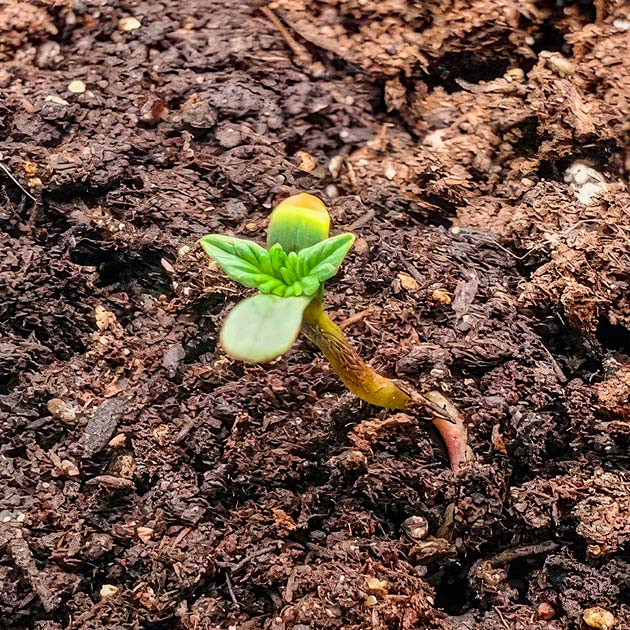 Проращивание марихуаны Росток сорта Humboldt Pound Cake