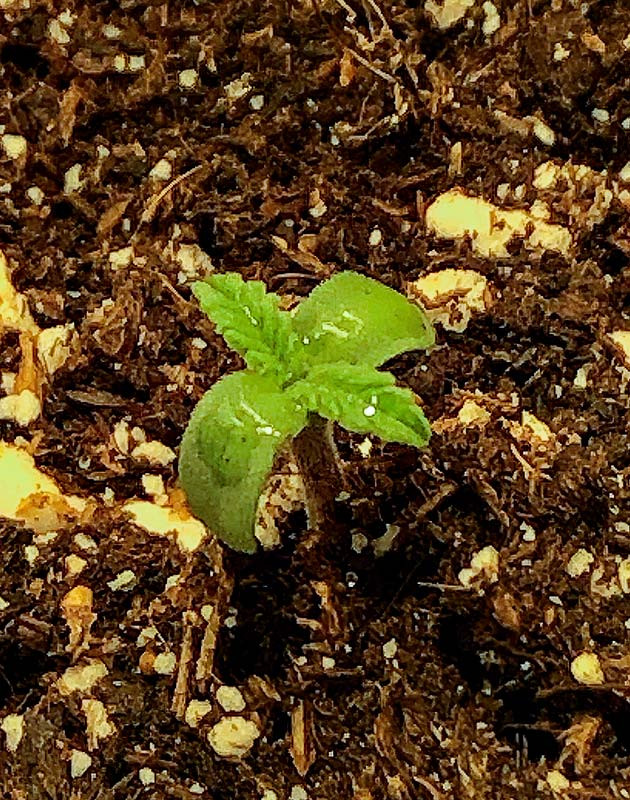 Проращивание марихуаны Росток Scout Cookies Auto ростом 2см