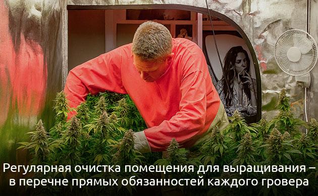 Чистота гроубокса: уборка, дезинфекция и стерилизация для здоровых растений Почему чистота гроурума важна для роста конопли и высокого урожая