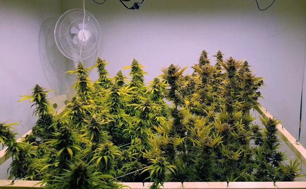 Промывка марихуаны перед харвестом 20 неделя выращивания сорта Amherst Sour Diesel