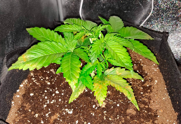 Пересадка в тканевый горшок LSD в тканевом горшке