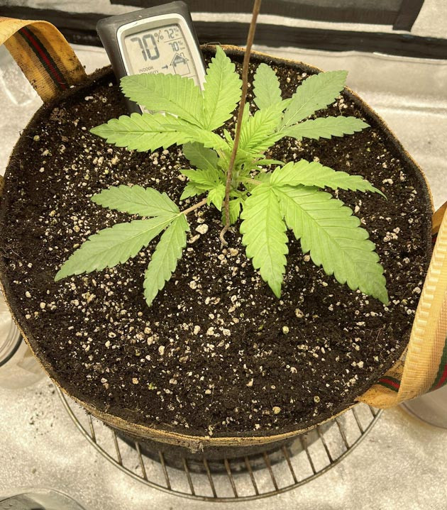 Температура и световой режим Росток Cherry Cola Auto от FastBuds на 2 неделе