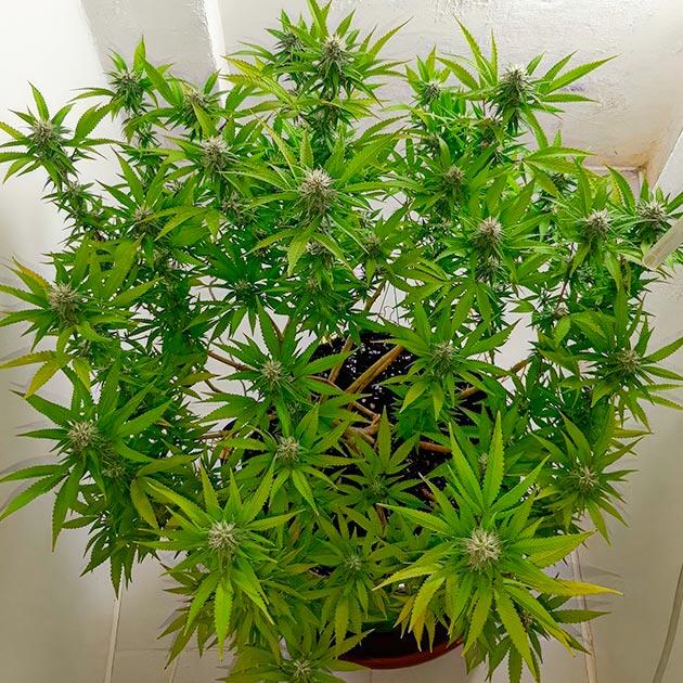 Повышенный рН у марихуаны Куст Т-34 от сидбанка Семяныч на 20 неделе