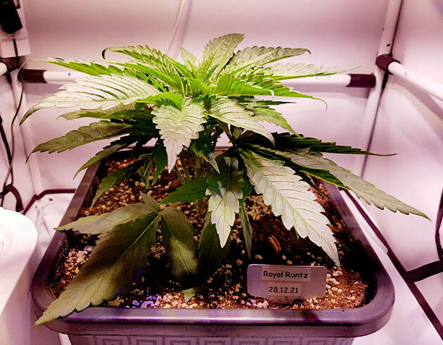 Вегетация марихуаны Куст конопли ростом 15 см