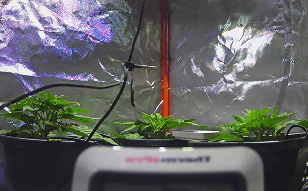 Вторая неделя выращивания сорта конопли + Speed Auto Рост конопли