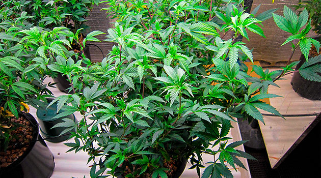 Стимуляция роста куста DDoS #33 DDoS #33 дневник по выращиванию