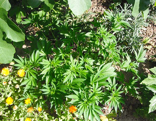 Контроль роста куста тренировками Куст конопли невысокого роста