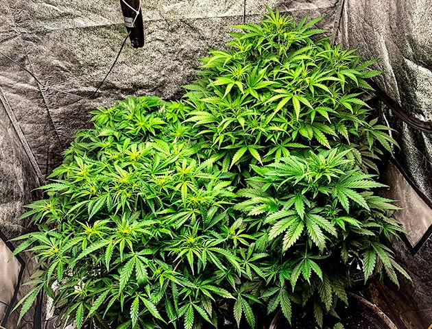 Тренировка растения Auto Cinderella Jack Подготовка куста Auto Cinderella Jack к цветению