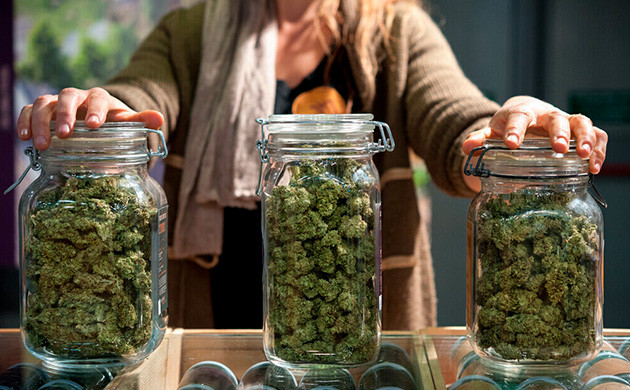 Доступный каннабис в клубах Доступность конопли в клубах