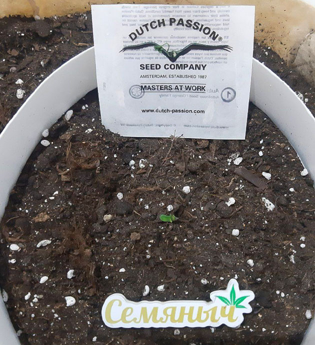 Ежедневный уход за растением Уход за ростком Critical Orange Punch Auto