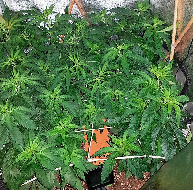 Появление слабого запаха на 6 неделе Установленная сетка ScrOG