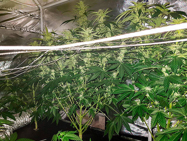 предхарвест кустов Shiskaberry Подготовка к харвесту конопли Shiskaberry