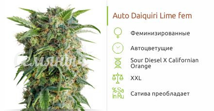 Сорт конопли Auto Daiquiri Lime Auto Daiquiri Lime от Dutch Passion