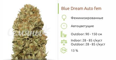 Сорт конопли Blue Dream Auto Blue Dream Auto fem от Humboldt Seeds