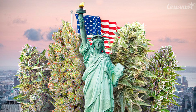 Популярные сорта конопли в США Хиты рынка конопли США