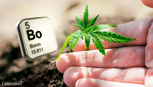 Дефицит бора у конопли Нехватка бора у каннабиса