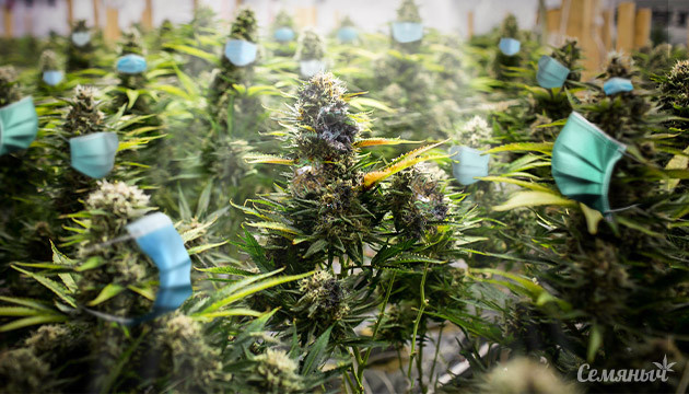 Конопляная пандемия Канна-пандемия