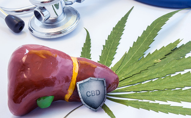 Положительное влияние КБД на печень Марихуана и печень