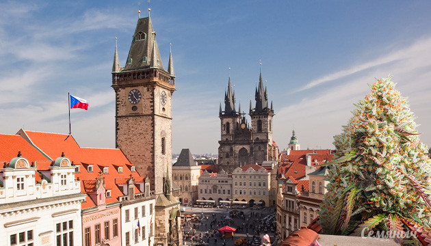 Марихуана в Чехии Марихуана в Чехии