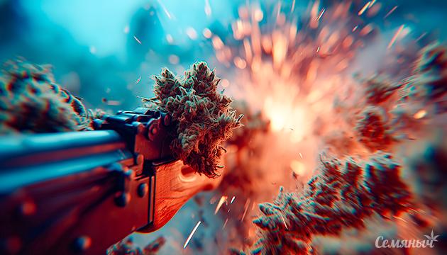 АК-47: культовый сорт конопли, символ голландской золотой эпохи кофешопов АК-47 — легендарный сорт конопли