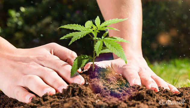 Сорта для высадки в аутдор Высадка семян в открытый грунт