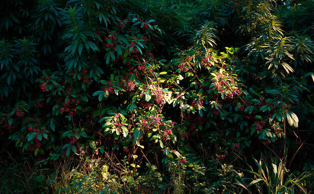 Как живая изгородь помогает скрыть марихуану Каннабис, скрытый за живой изгородью из кустарников