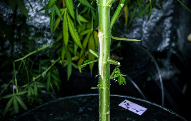 Дефолиация конопли Стебель конопли после обрезанных листьев