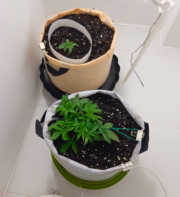 Просыхание субстрата и кормление Подготовка к кормлению Bruce Banner Auto