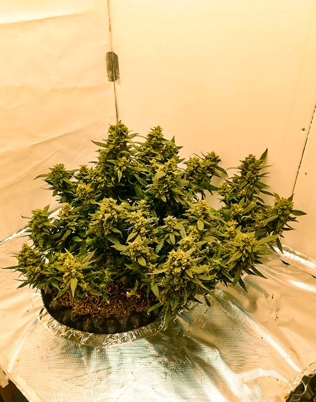 Куст Alpha 21 перед сбором урожая Предхарвест кустов Alpha 21