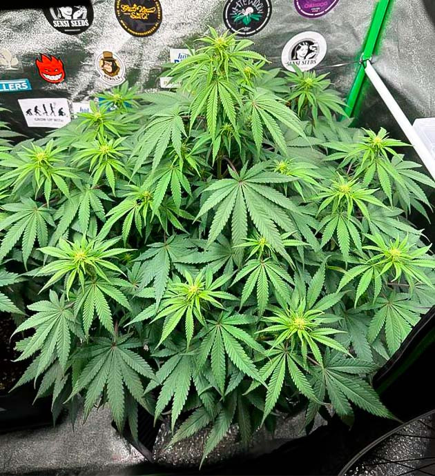 Дефолиация конопли Кусты Biscotti Mintz от Barney's Farm на стадии цветения