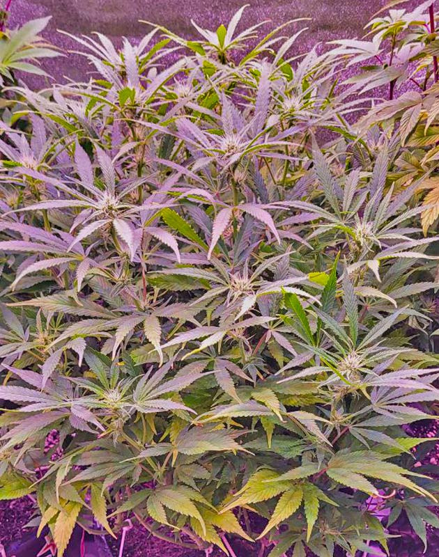 Формирование трихом у каннабиса 8 неделя выращивания марихуаны