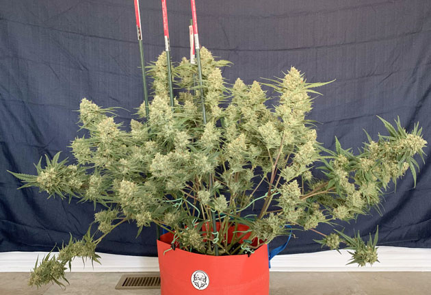 Фиксация бутонов с растяжками Тяжелые бутоны Purple Juice Auto