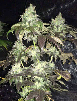 Обнаружение мужских признаков на конопле Соцветия перед рубкой