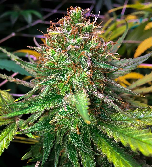 Сбор урожая на 12 неделе Куст перед харвестом