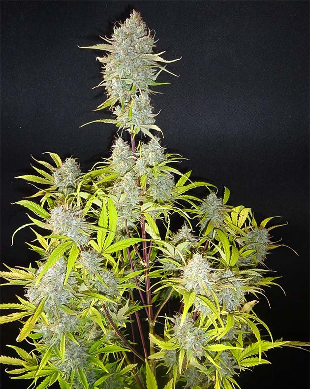 Сбор урожая Wedding Cake Auto Сбор урожай с куста Wedding Cake Auto