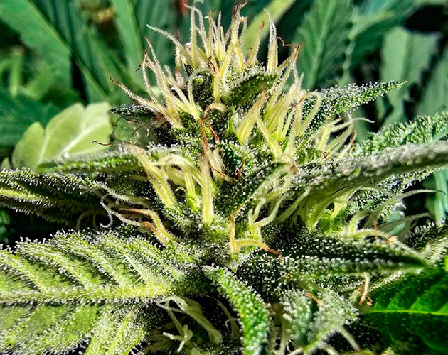 Дефолиация и рост шишек каннабиса Куст Gorilla Cookies FF на 22 неделе