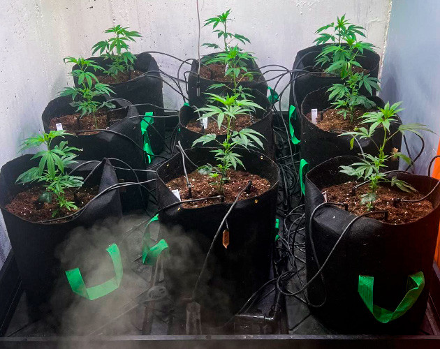 Развитие клонов каннабиса Саженцы Mimosa x Orange Punch