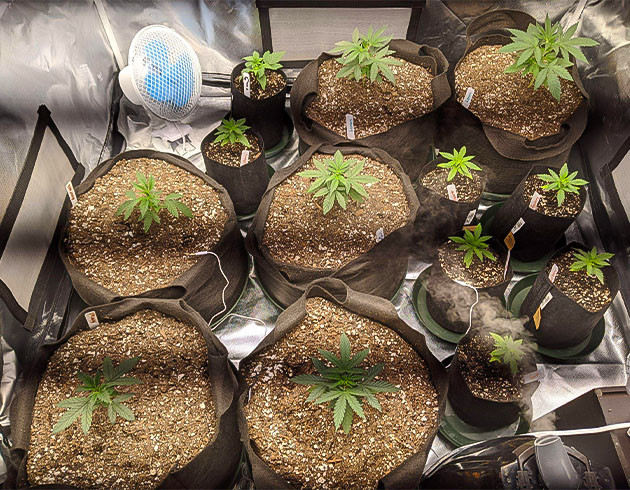 Первые успехи Notorious THC Успешный старт грова