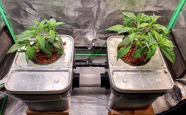 2 неделя выращивания марихуаны Конопля Apple Betty в баке