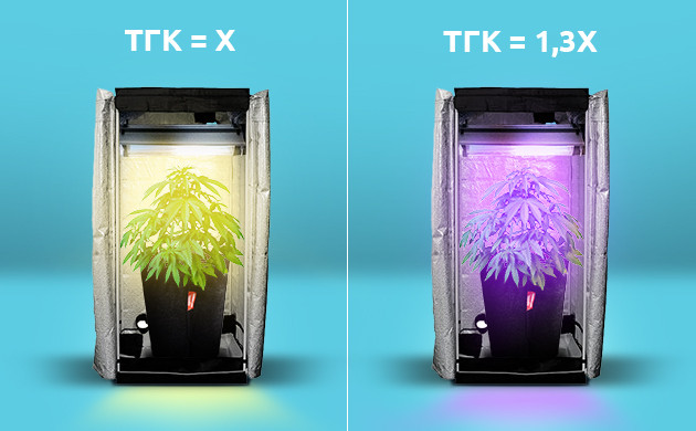Исследования выработки ТГК под разным освещением Гроубокс с обычным освещением и гроубокс с ультрафиолетовым освещением