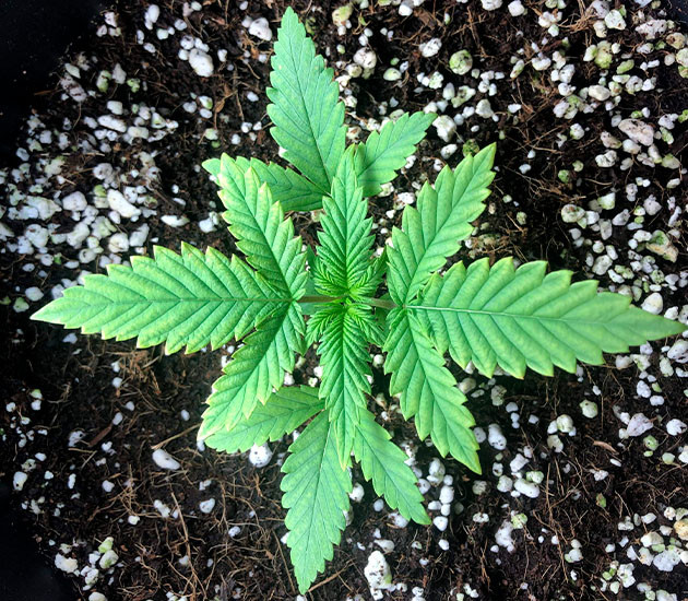 выращивание сорта конопли Gelato Auto Стимуляция роста куста Gelato Auto