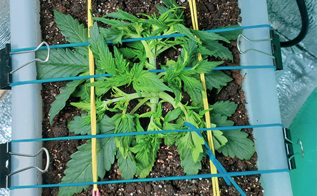 Куст конопли в конце третьей недели Появление новых листьев и утолщение стебля