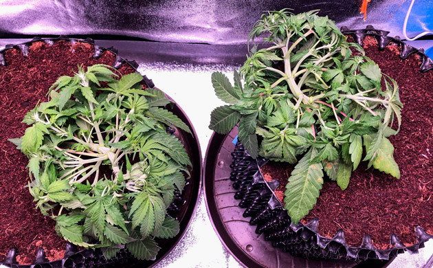 Проблемы с дефицитом кальция 4 неделя выращивания марихуаны