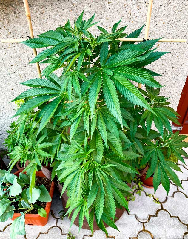 Выращивание Bruce Banner #3 Гроурепорт сорта Bruce Banner #3