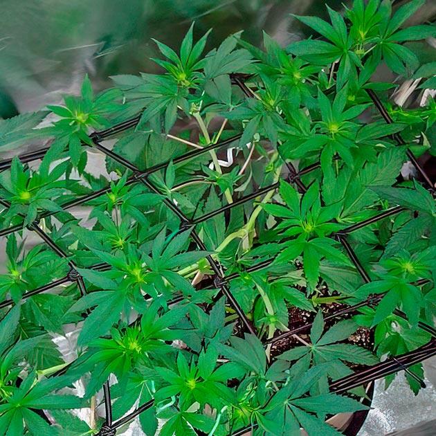 Тренировки каннабиса и состав удобрений Куст Keepers OG Autoflower на 6 неделе развития